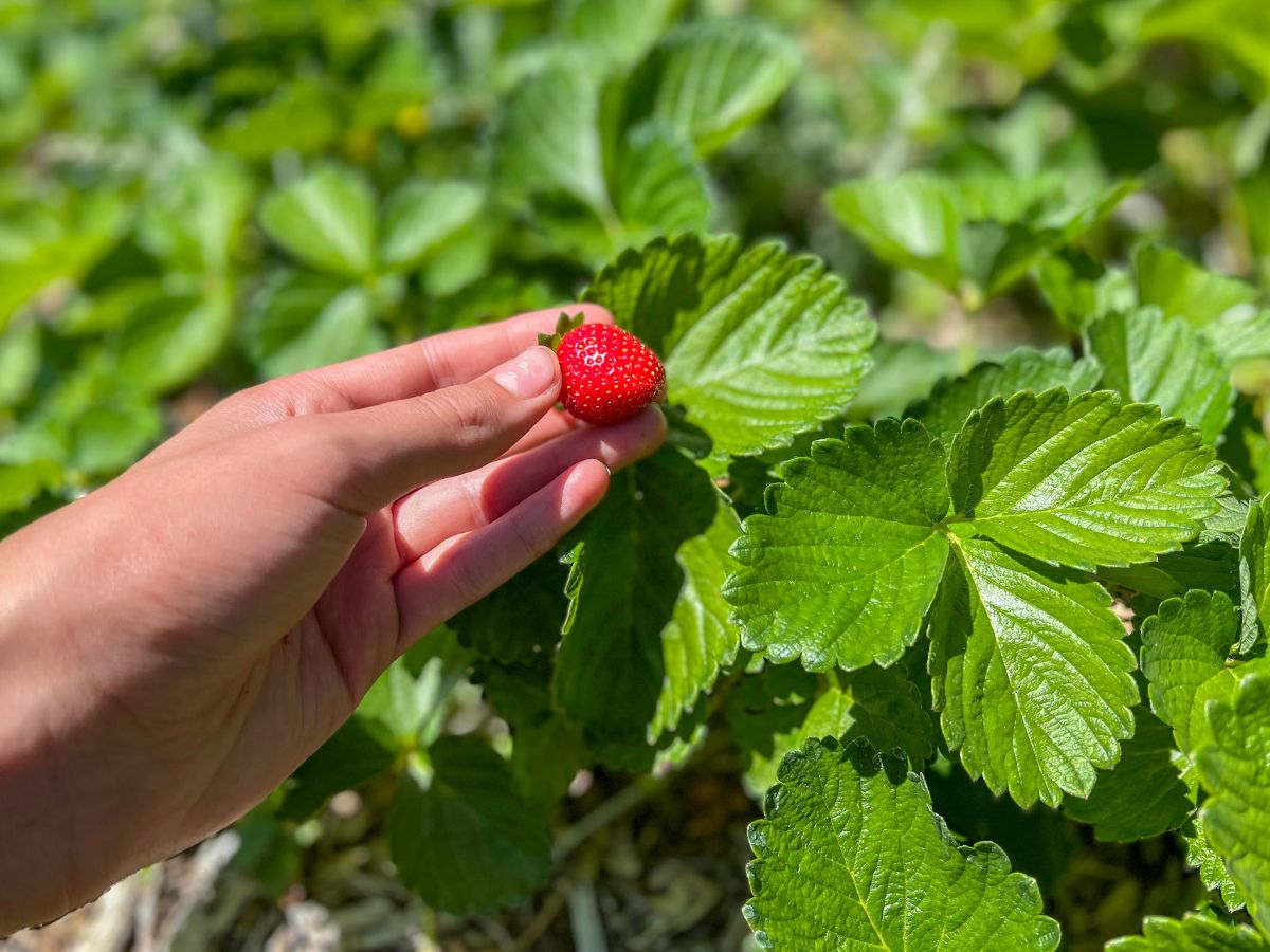 A strawberry on a groundcover strawberry plant