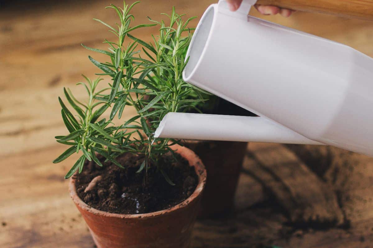 A rosemary plant moved inside