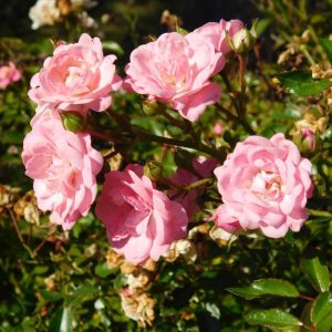 The Fairy rose with glossy, disease-free foliage in the heat of summer.