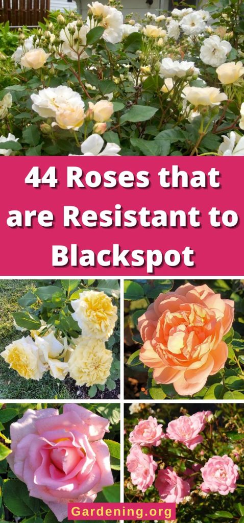 44 Roses that are Resistant to Blackspot pinterest image.