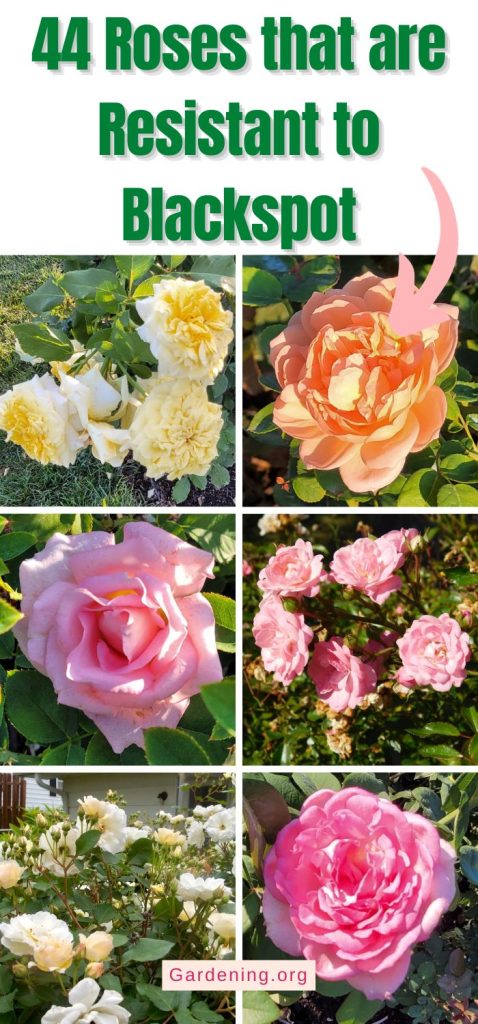 44 Roses that are Resistant to Blackspot pinterest image.