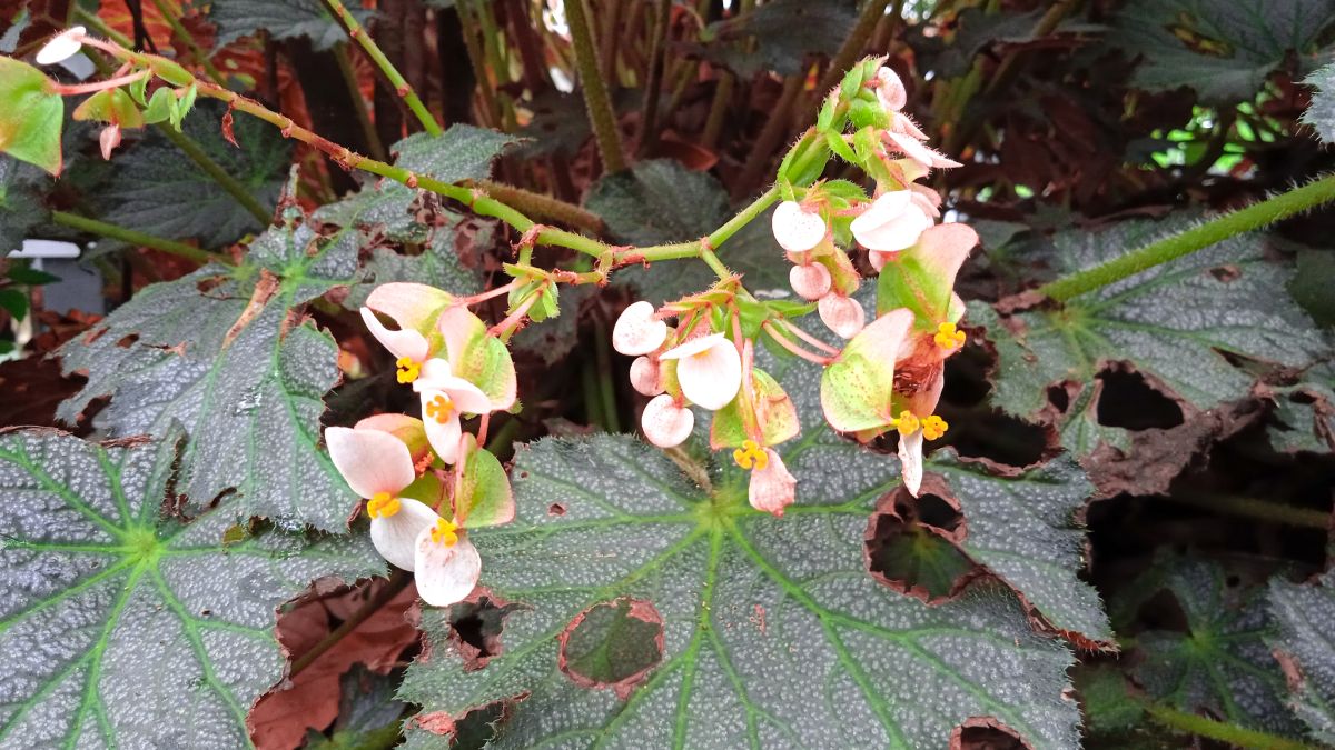 A begonia that can come inside