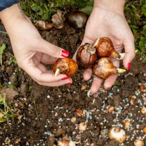 A gardener holds fall flower bulbs before planting.