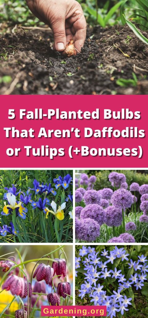 5 Fall-Planted Bulbs That Aren’t Daffodils or Tulips (+Bonuses) pinterest image.