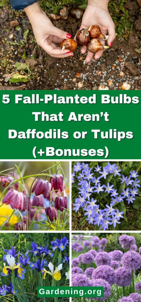 5 Fall-Planted Bulbs That Aren’t Daffodils or Tulips (+Bonuses) pinterest image.