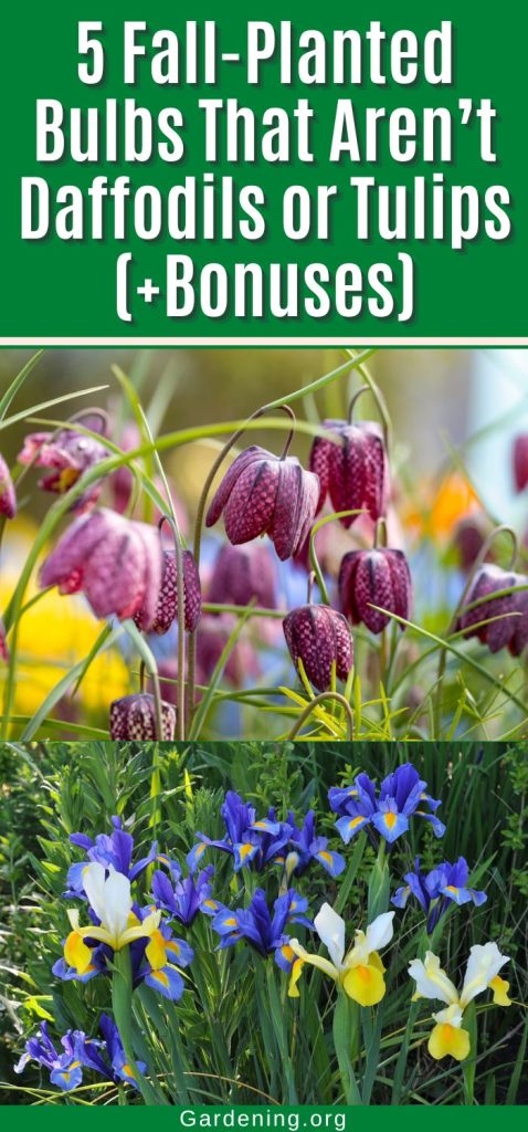 5 Fall-Planted Bulbs That Aren’t Daffodils or Tulips (+Bonuses) pinterest image.