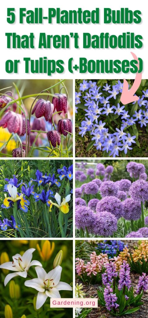 5 Fall-Planted Bulbs That Aren’t Daffodils or Tulips (+Bonuses) pinterest image.