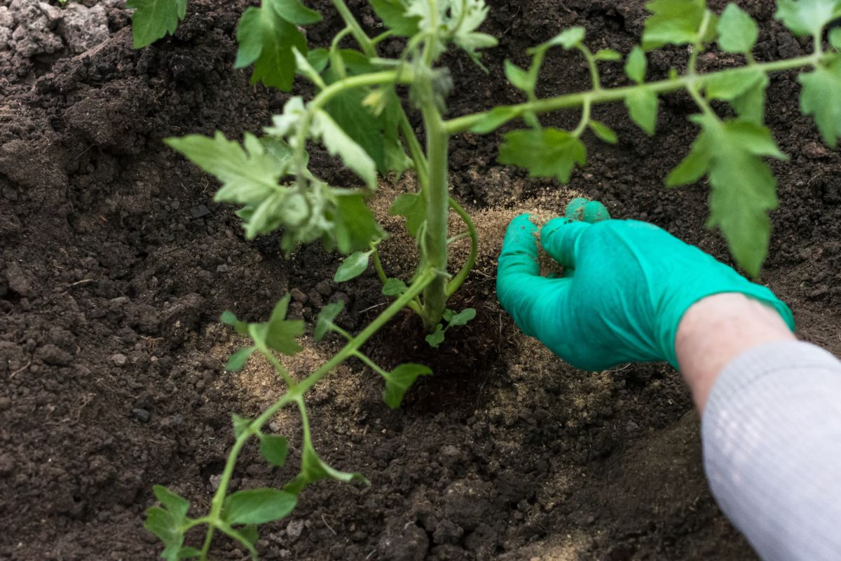 Applying granular fertilizer to tomato plants