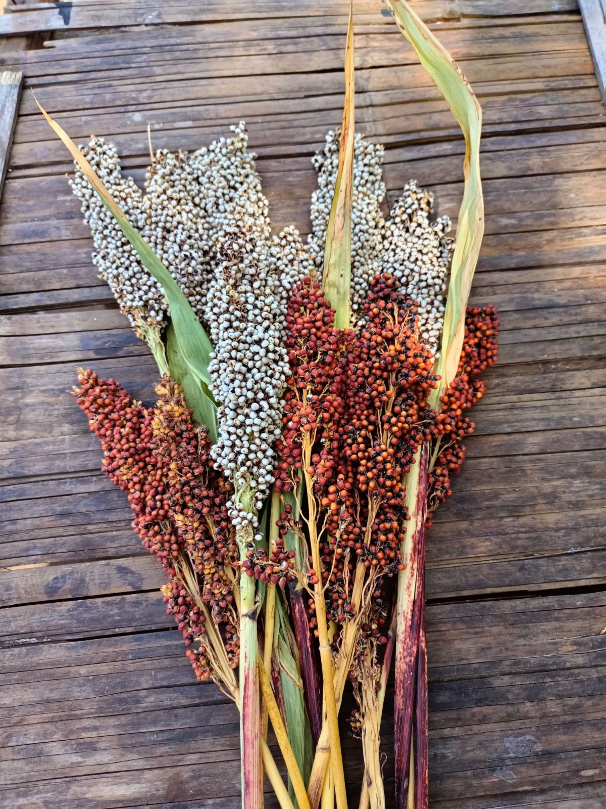 Sorghum with seeds still on the stalks