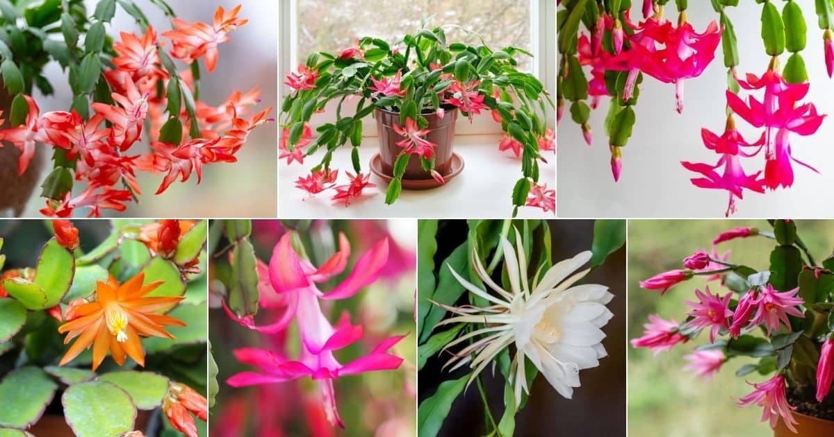 5 Types of Holiday Cactuses to Grow Indoors (With All Varieties) - Gardening