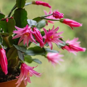 Pink Christmas cactus grows in a pot.