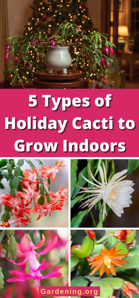 5 Types of Holiday Cacti to Grow Indoors pinterest image.