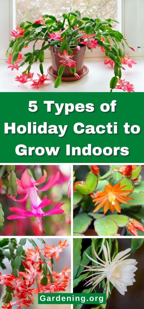 5 Types of Holiday Cacti to Grow Indoors pinterest image.