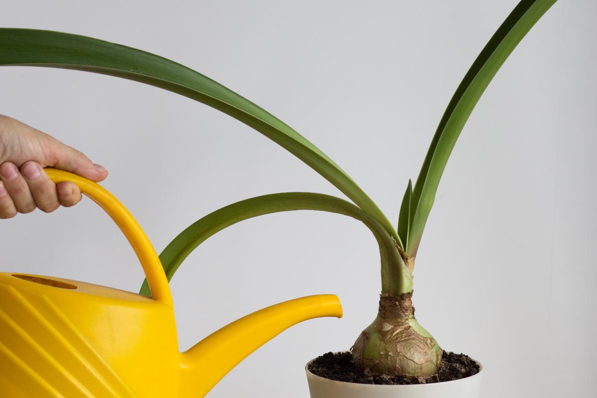 Watering an amaryllis bulb