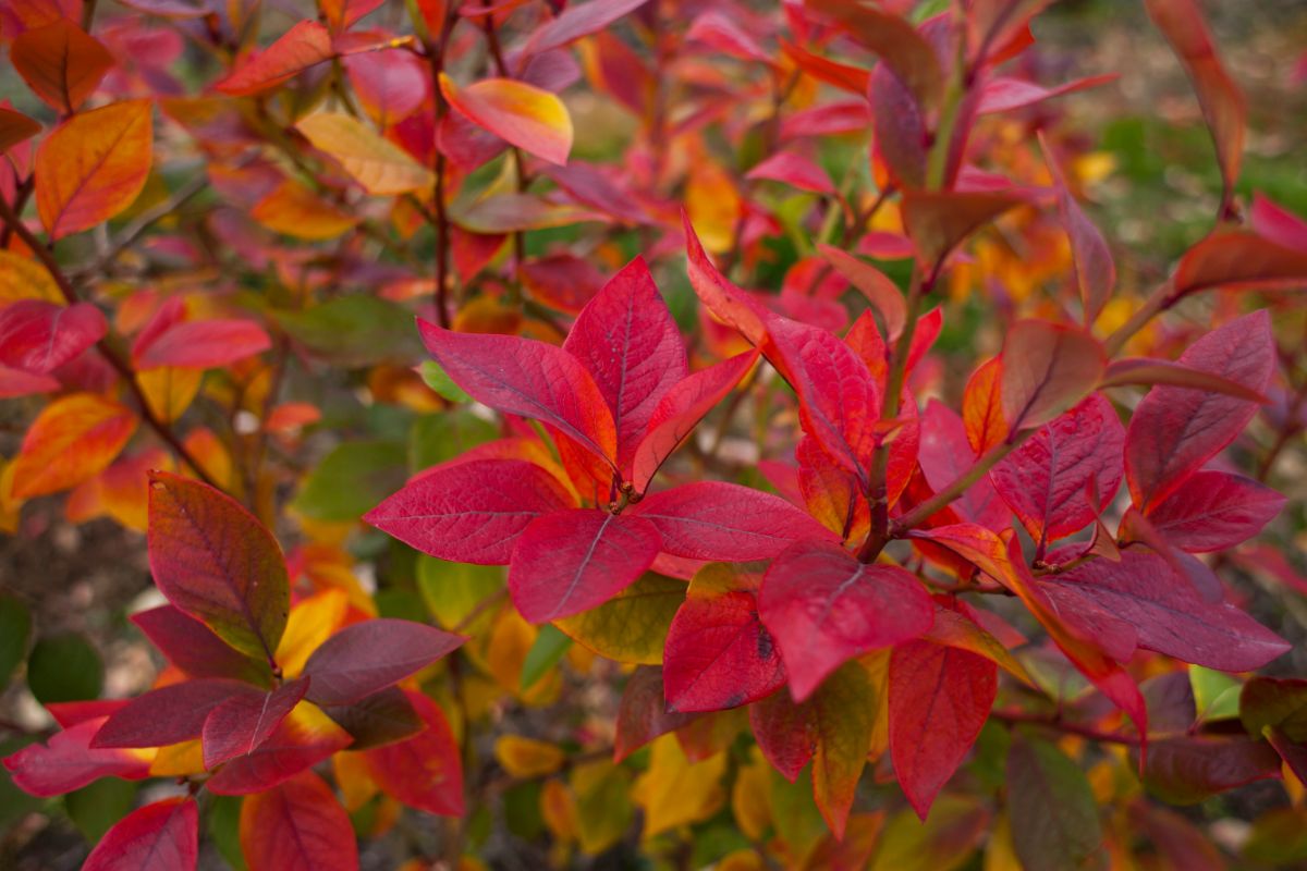 Red fall leaves on blueberry bushes