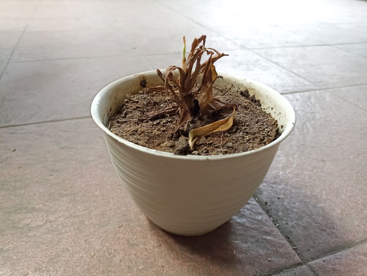 A plant with hard soil that dried out too much and dies