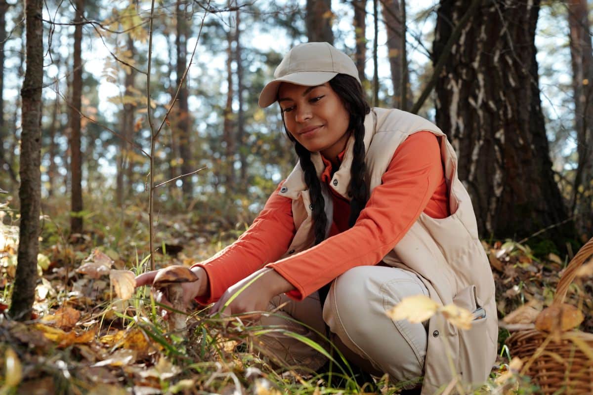 Young woman cutting boletus mushrooms in a forest.
