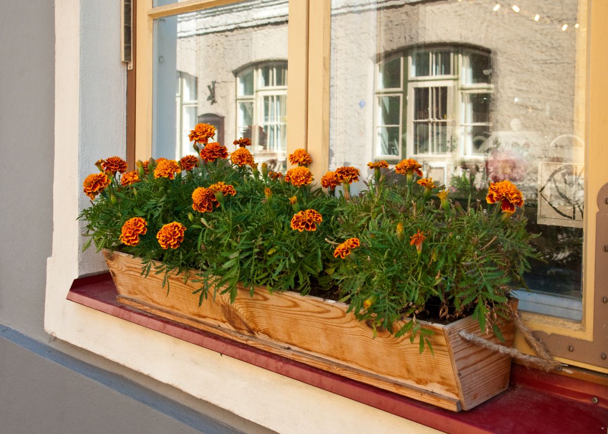 Marigolds in a window box