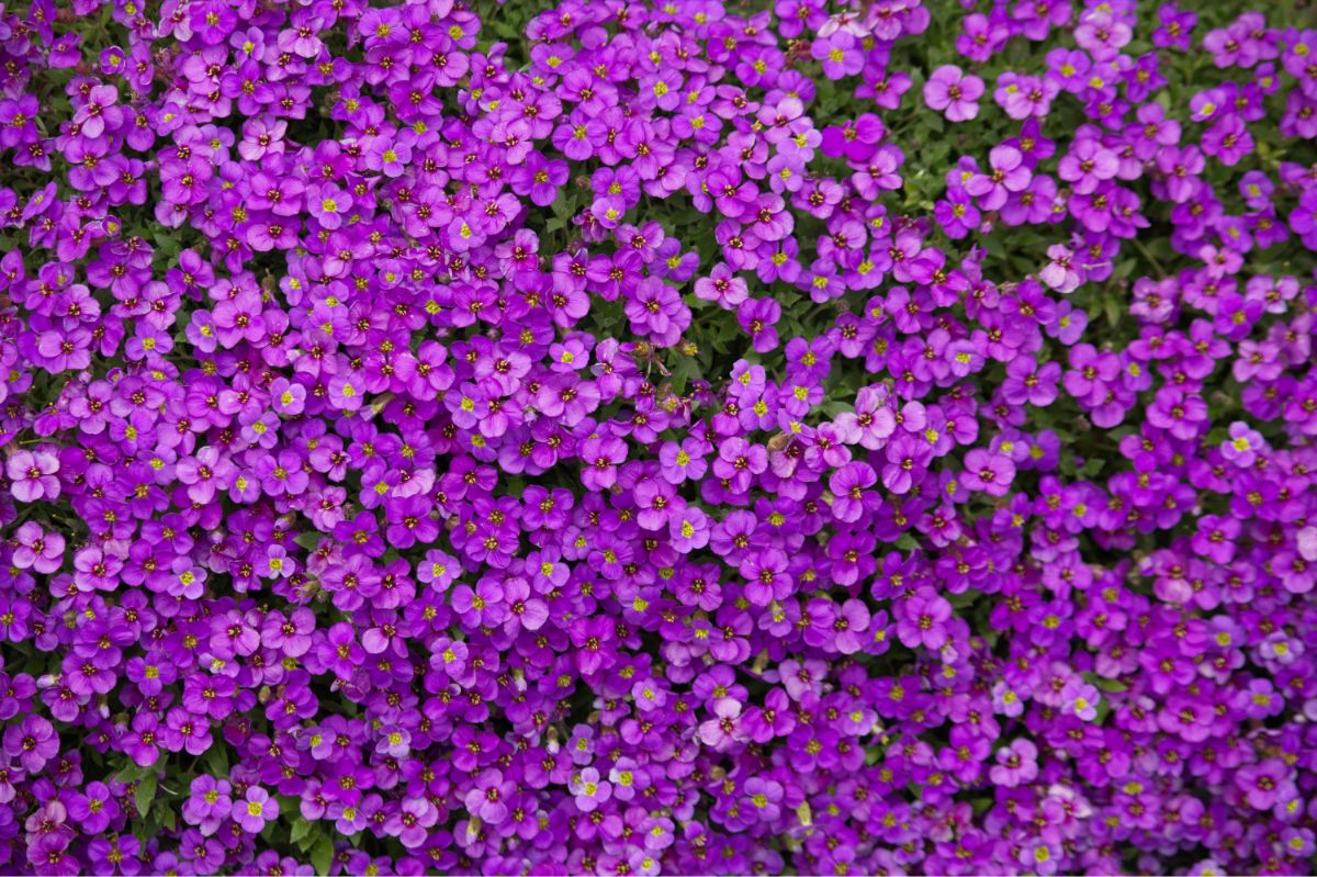 Purple flowering Rockcress