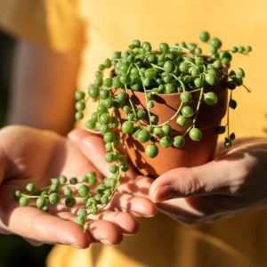 A gardener holds a string of pearls in a pot with his hands.
