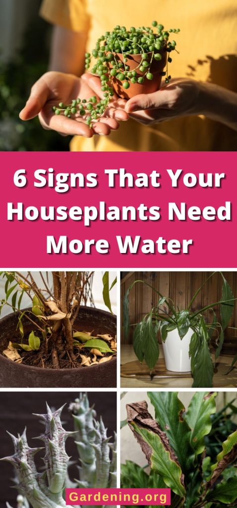 6 Signs That Your Houseplants Need More Water pinterest image.