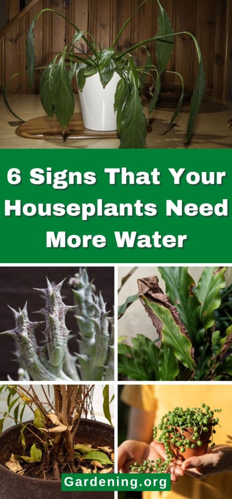 6 Signs That Your Houseplants Need More Water pinterest image.