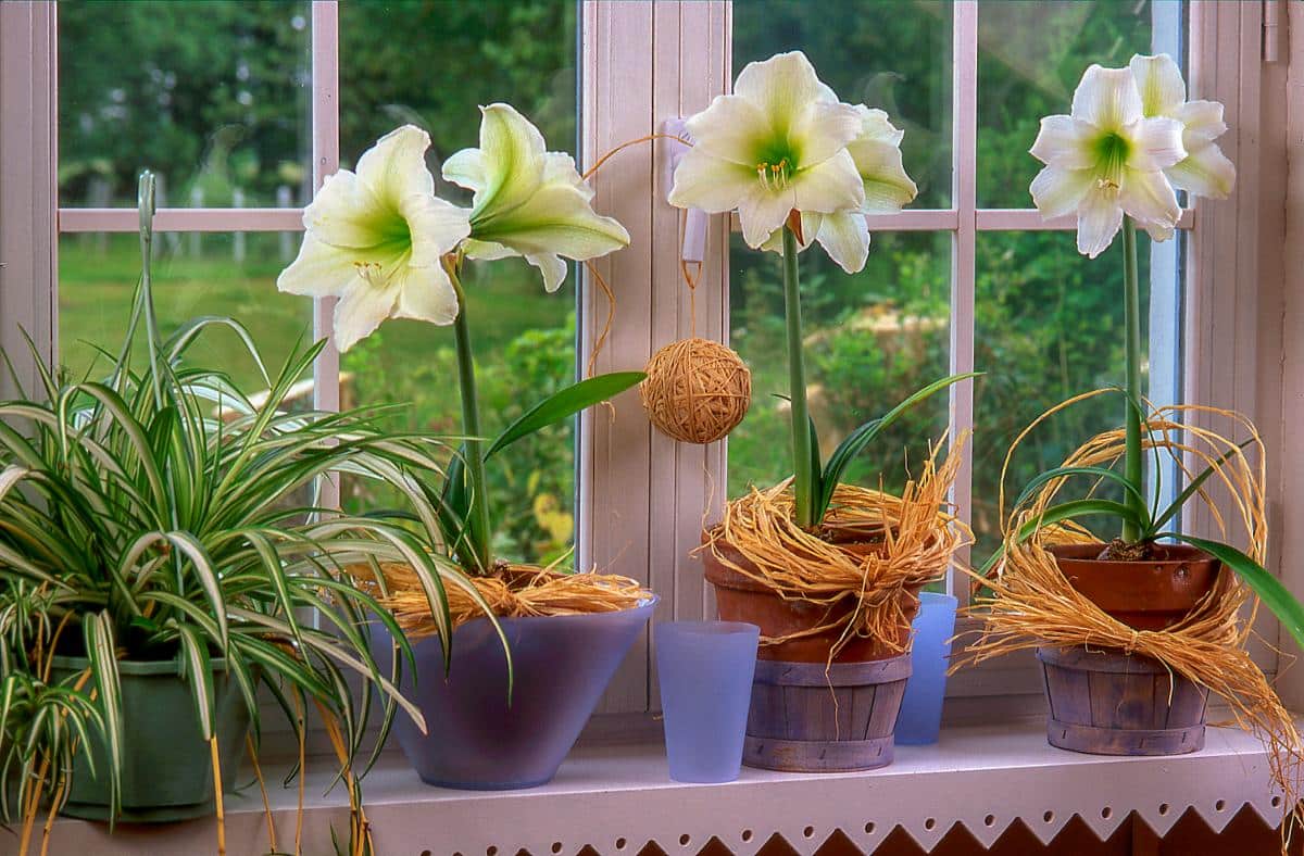 Large white blooming amaryllis in a window display