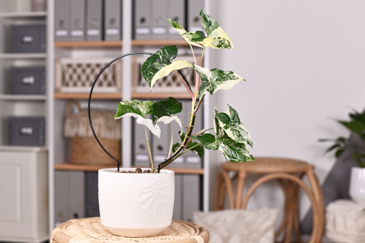 Decorative wire plant support