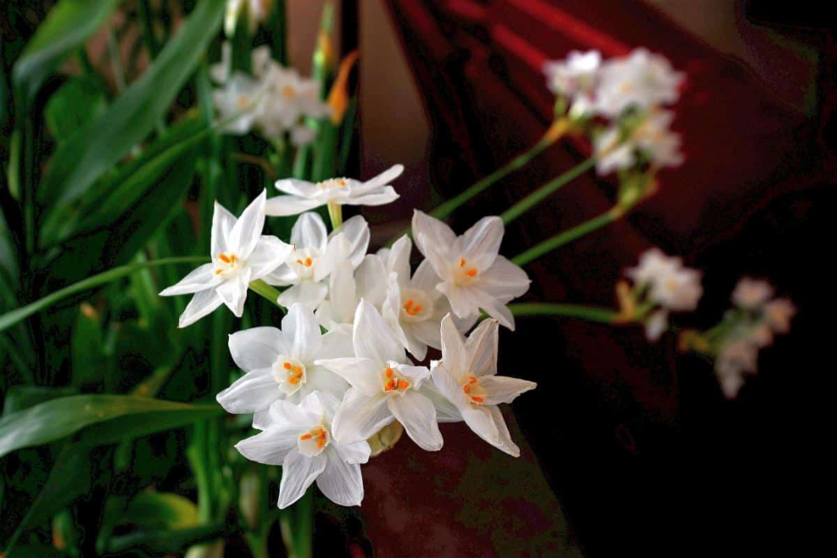 Paperwhite flowers in full bloom