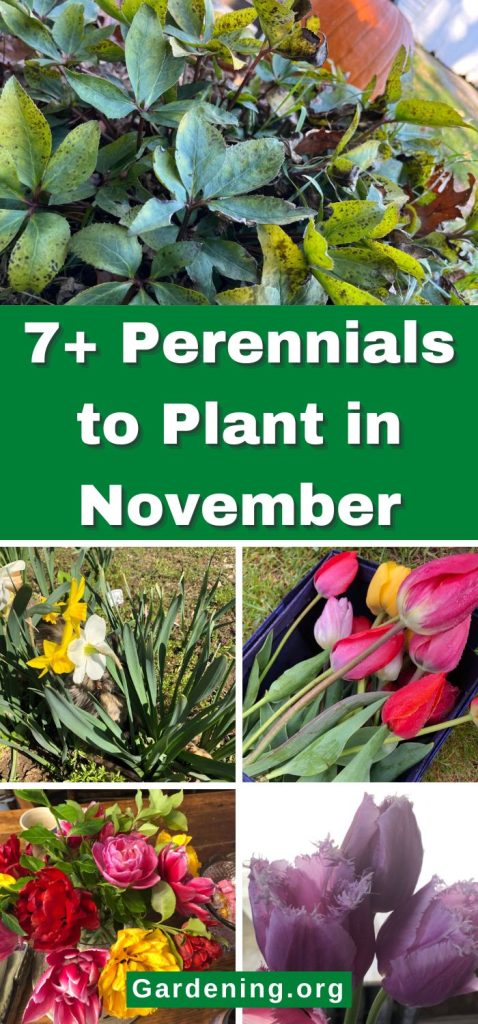 7+ Perennials to Plant in November pinterest image.