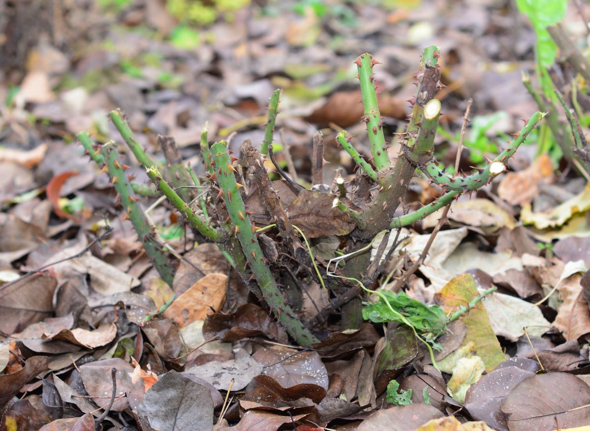 Leaves used as winter mulch