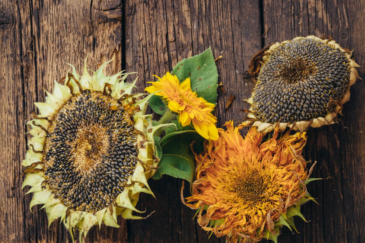 Sunflower heads in different stages of drying