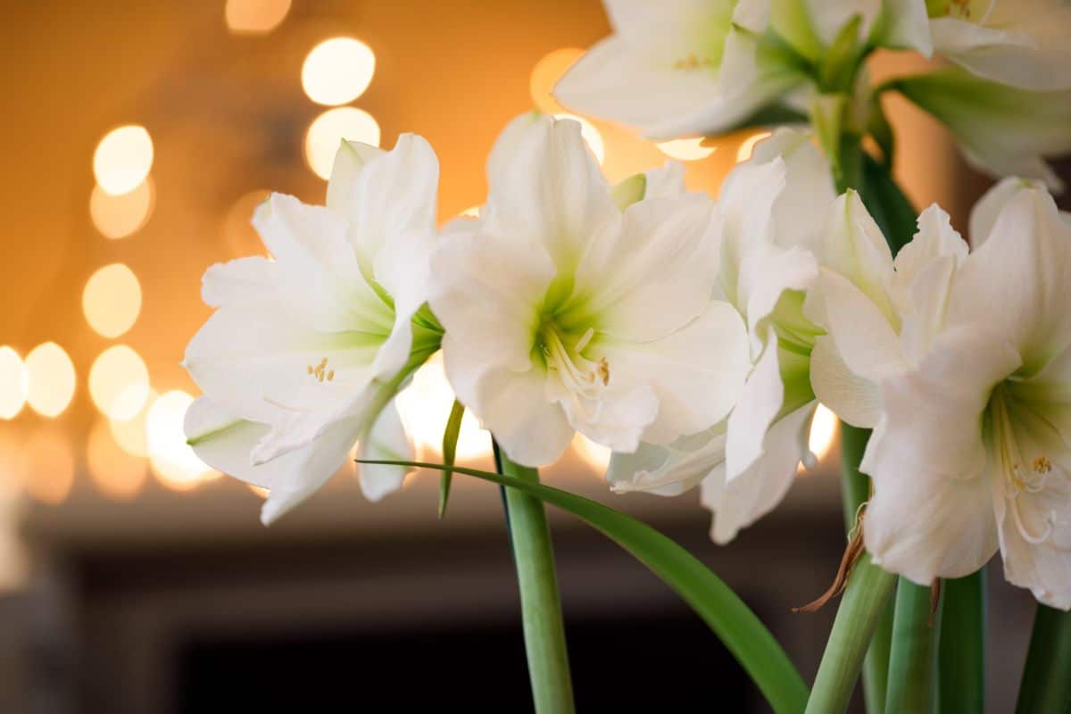 White blooming amaryllis
