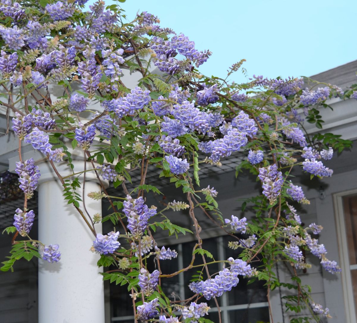 Purple flowering wisteria