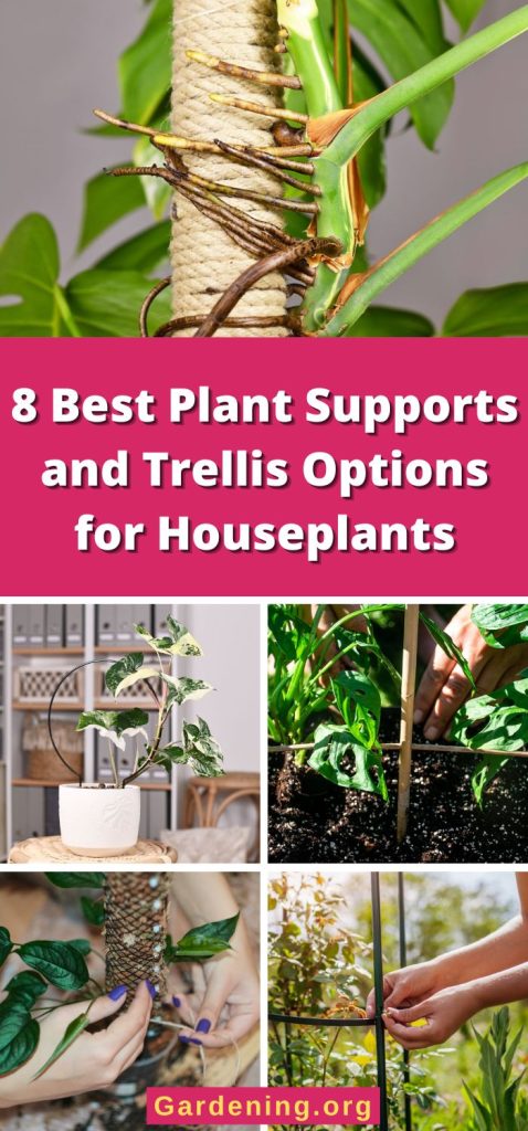 8 Best Plant Supports and Trellis Options for Houseplants pinterest image.