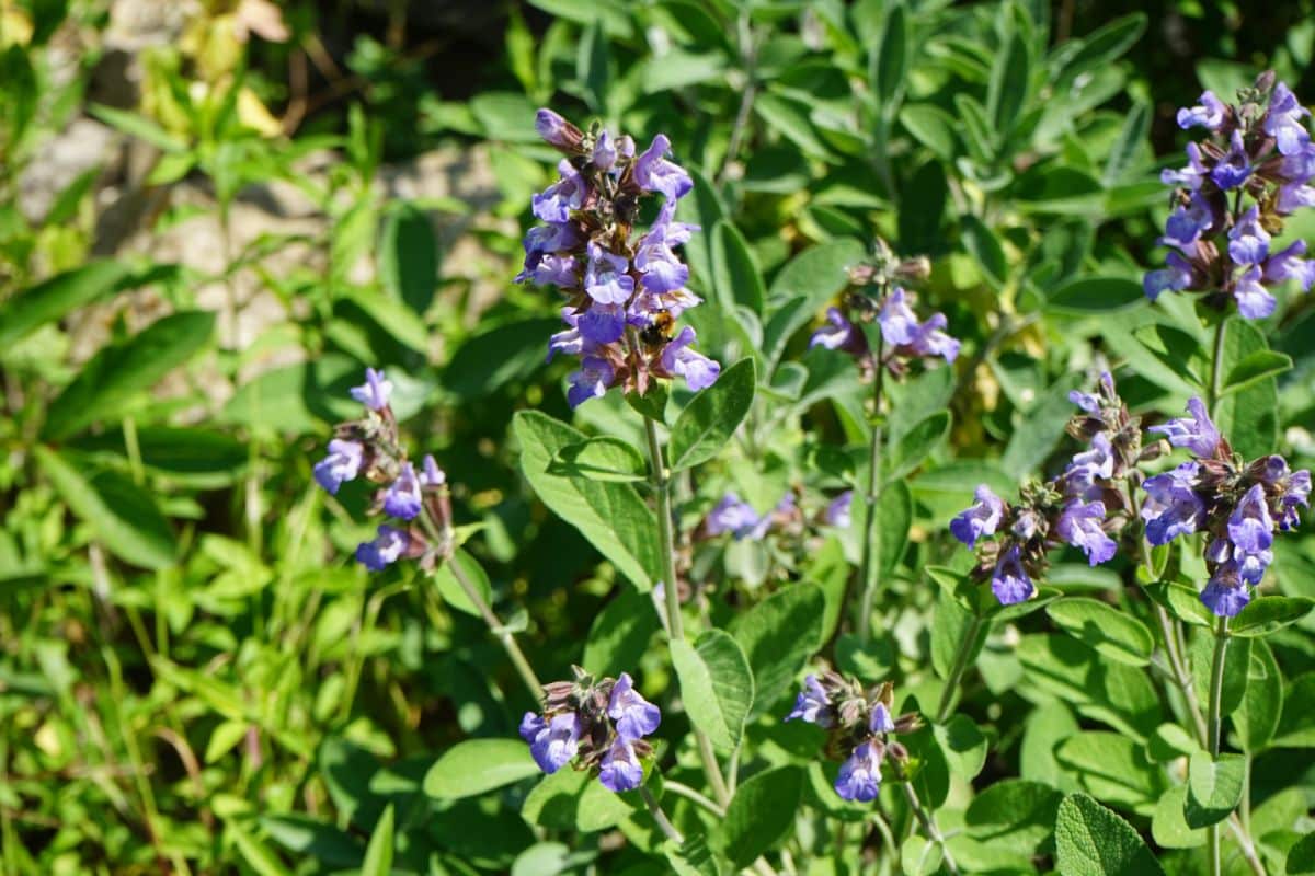 Purple flowering sage