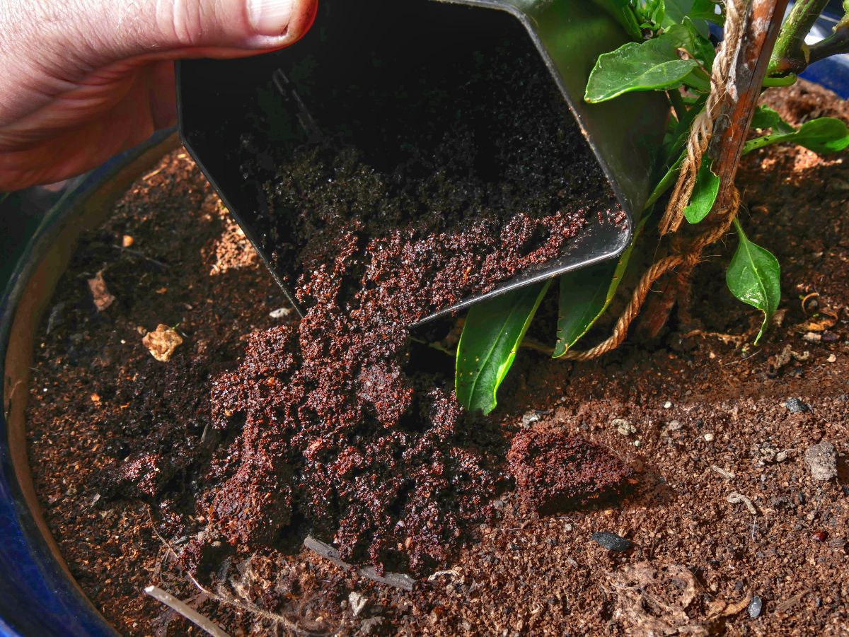 Used coffee grounds in the garden