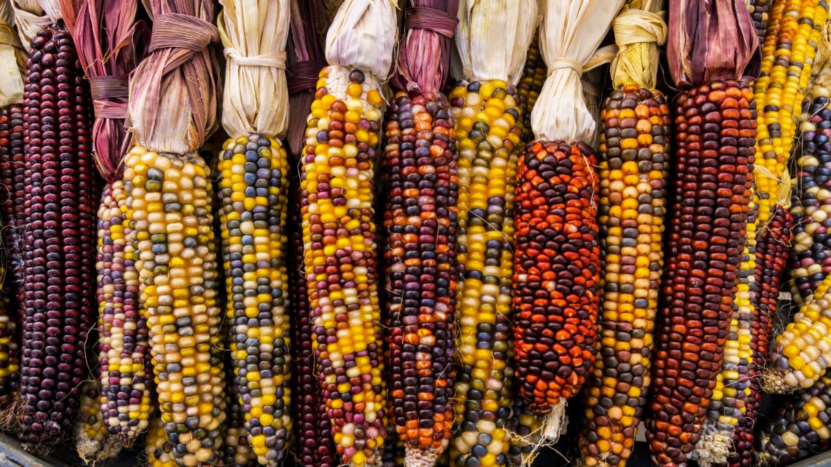 Colorful dried corn cobs on display