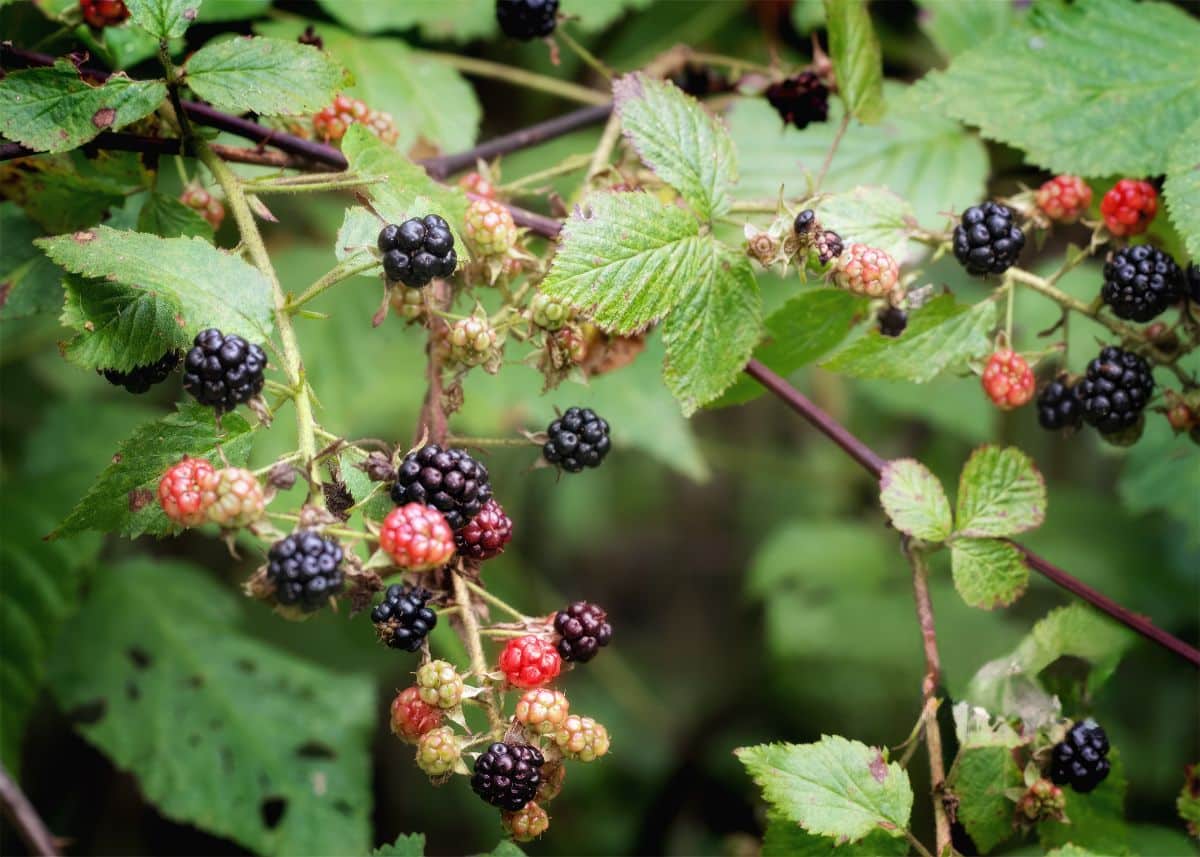 Wild blackberries on a bush
