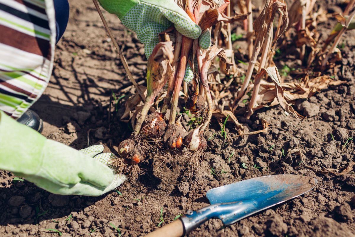 Digging and dividing bulbs in fall