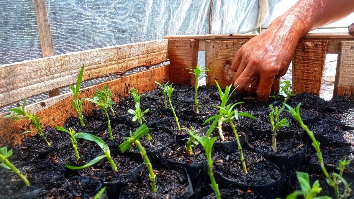 Herb cuttings propagating in soil