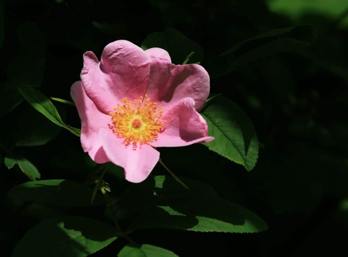 Virginia rose, a beach rose alternative