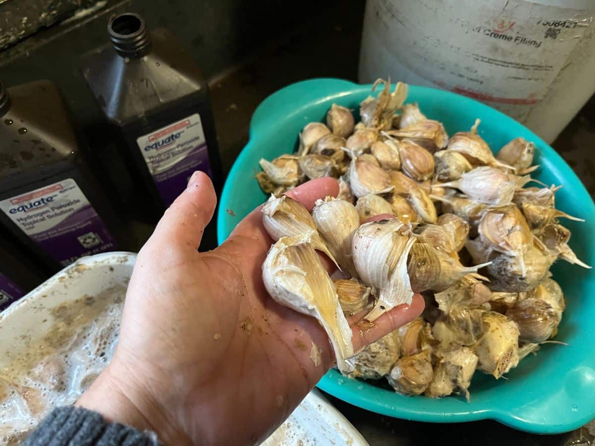 Cloves of garlic after pre-soaking