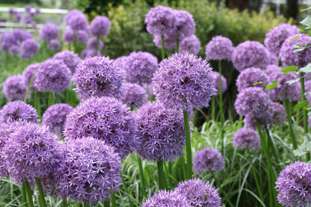 Large purple globe alliums