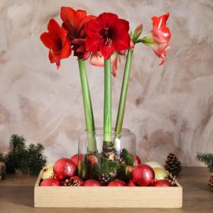 Beautiful red amaryllis flowers and Christmas decor on a wooden table.