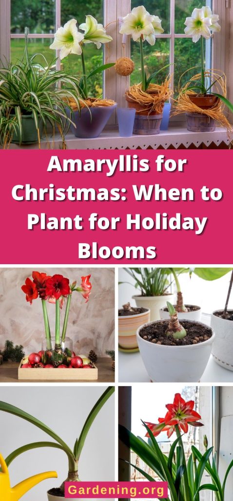 Amaryllis for Christmas: When to Plant for Holiday Blooms pinterest image.