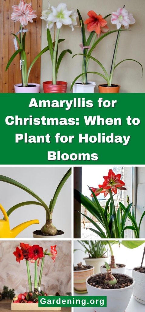 Amaryllis for Christmas: When to Plant for Holiday Blooms pinterest image.