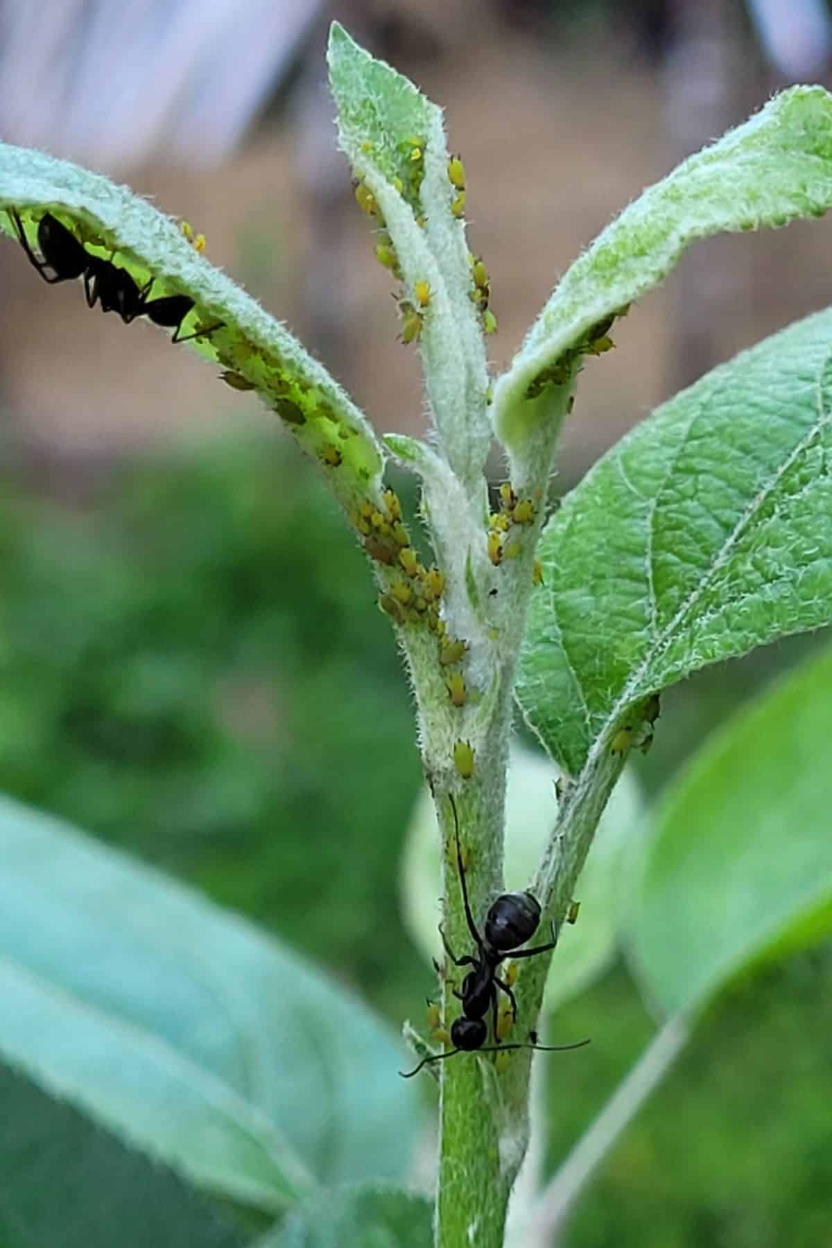 Aphids, a possible vector of rose mosaic virus