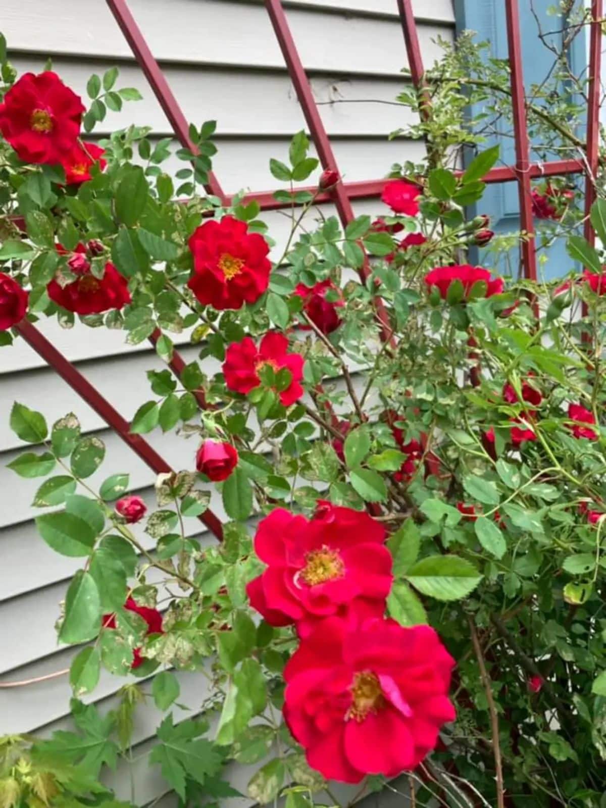 Thriving roses in balanced soil