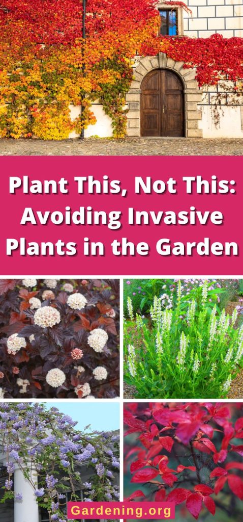 Plant This, Not This: Avoiding Invasive Plants in the Garden pinterest image.